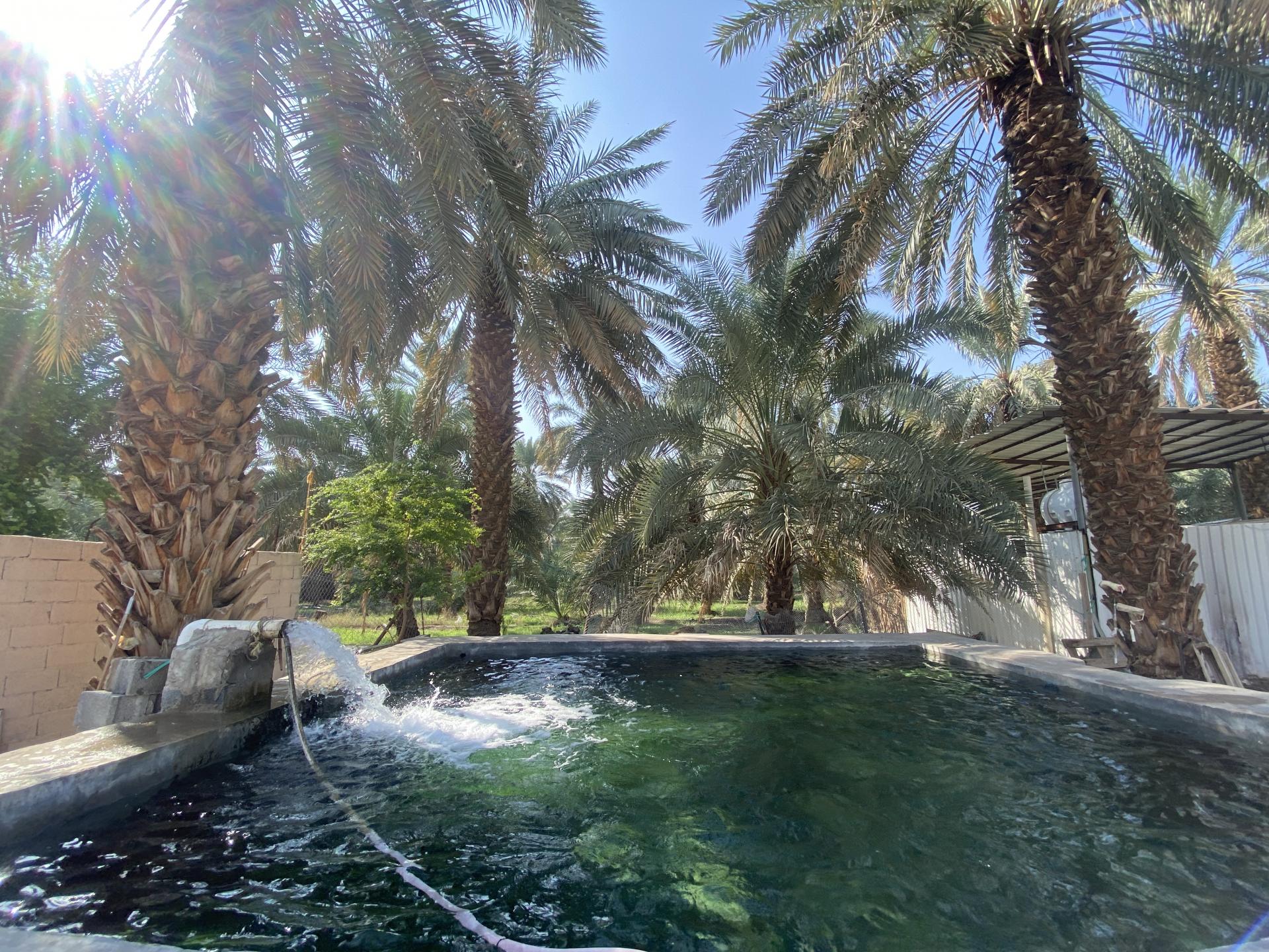 The Garden of Salman Al Farsi (RA) - Madinah